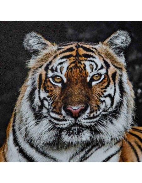 SET CUADRO EN LIENZO TIGRE Y LEOPARDO 70x50