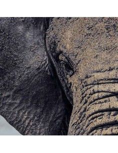 CUADROS ELEFANTE 73X53 2