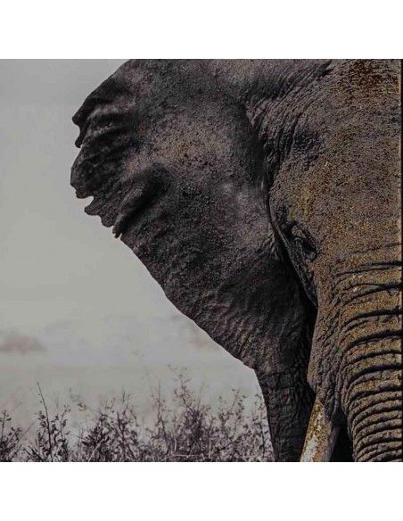 CUADROS ELEFANTE 73X53