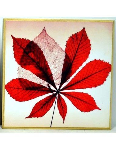 CUADRO CON HOJA ROJA