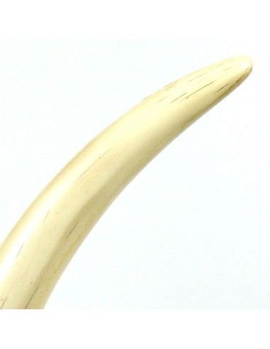 COLMILLO DE ELEFANTE